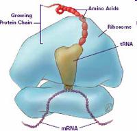 of mrna) Ribosome binding site on the