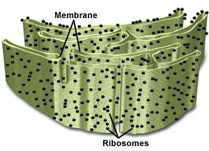 Rough Endoplasmic Reticulum (ER) Folded membrane that