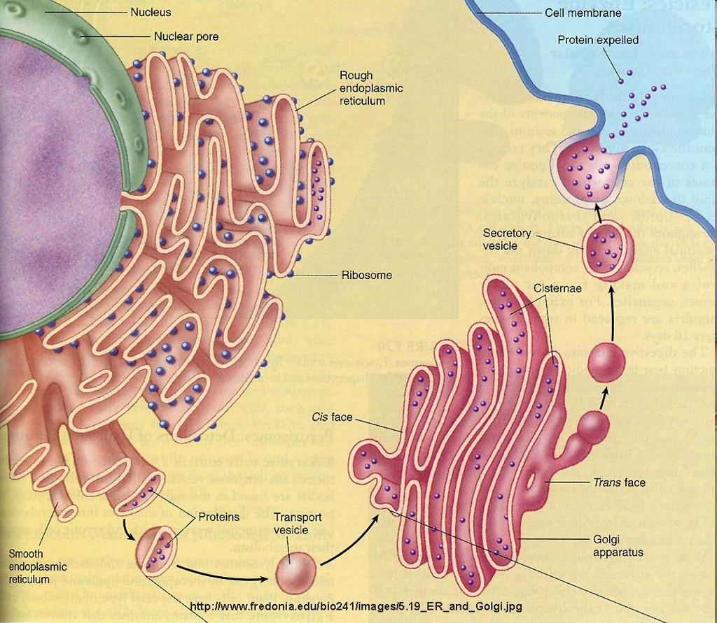 Golgi Apparatus Folded membranes form compartments that each contain different
