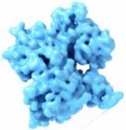 cytoplasm polypeptide built out of amino acids by a ribosome in the