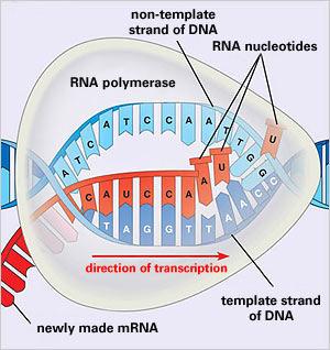 Transcription RNA polymerase makes an mrna (messenger RNA) copy of a gene occurs in cytoplasm of prokaryotes, nucleus of eukaryotes Enables cell to make many copies