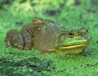 Figure 1. 2 Pond Dwellers Amphibians, such as this bullfrog, live in or near lakes and ponds.