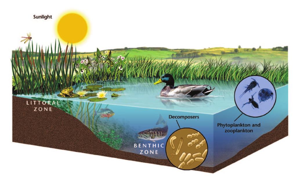Lakes, ponds, and wetlands can form naturally where groundwater reaches the Earth s surface. As well, beavers can create ponds by damming up streams.
