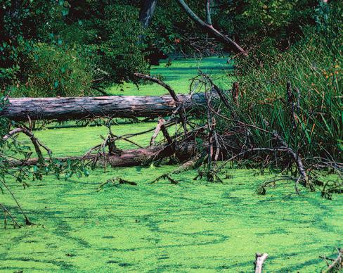 As the plants and algae multiply, the number of bacteria feeding on the decaying organisms also grows. These bacteria use the oxygen dissolved in the lake water.
