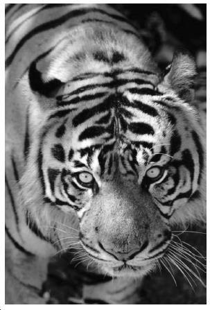 Q1. The photograph shows a Siberian tiger. Siberian tigers are very rare and are in danger of becoming extinct. Scientists hope to use cloning as a method to increase the number of Siberian tigers.