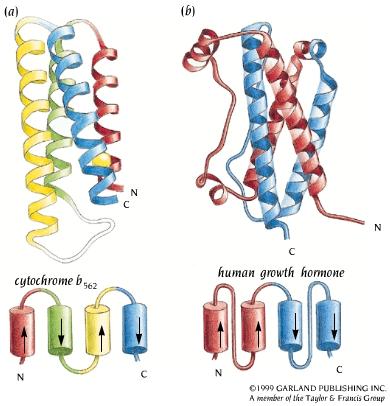 Structural alignment why to compare protein structures?