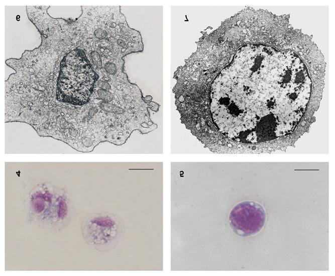 Figs 4-7 Immunocytes of P. corneus. Light microscopy: 4) spreading (SH); 5), round (RH) Bar = 10 µm. Electron microscopy: 6) SH (x18.600); 7) RH (x11.