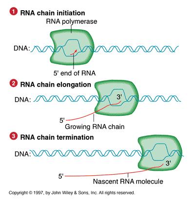 Initiation - RNA polyer