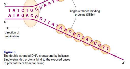 DNA Replication in Bacteria Single stranded binding proteins prevent premature annealing, to protect the single-stranded DNA from being digested