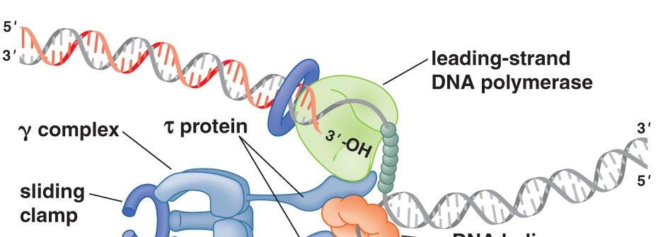 DNA Replication in Bacteria The τ proteins interact