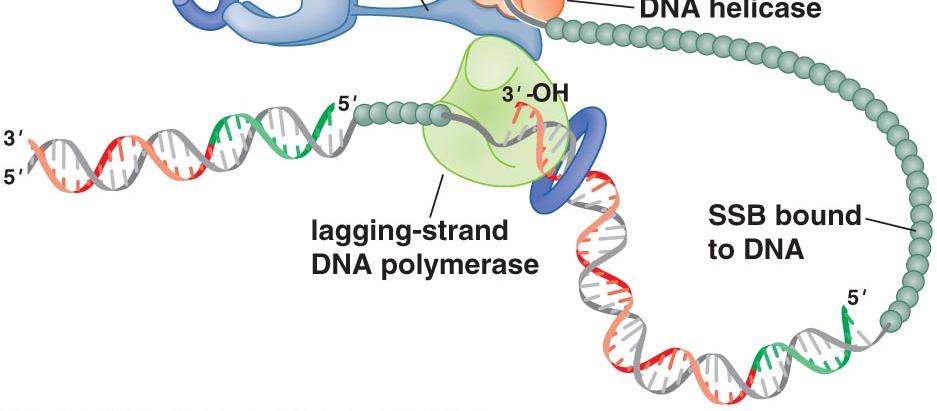 One DNA Pol III core replicates the leading strand and