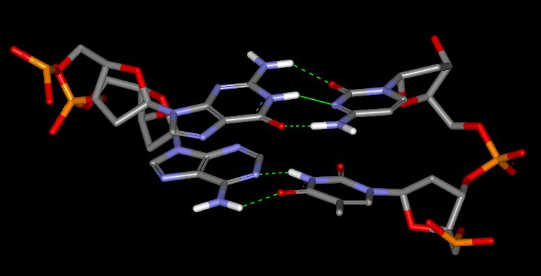 strands in a tight association. Adenine and Thymine interact with two hydrogen bonds.