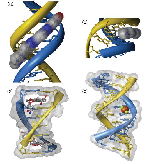 Drugs Binding to DNA Helix Molecules of some drugs bind to minor or major grooves or can be intercalated between base pairs. Figure: Double-helical DNA interacting with drug molecules.