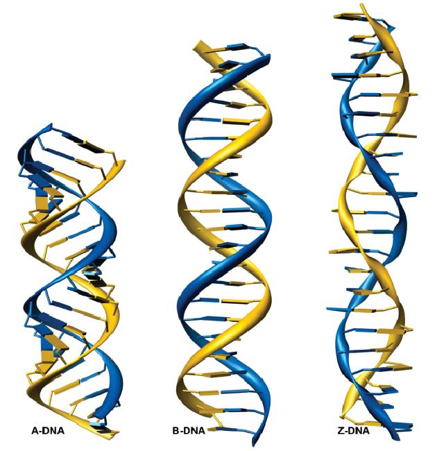 DNA forms There are several forms of DNA double helices. The most common is the B-DNA.