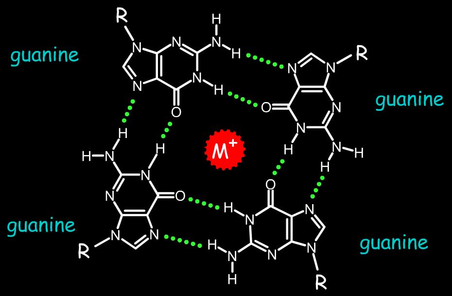 The G-quadruplex structure is stabilized by hydrogen bonds between the edges of