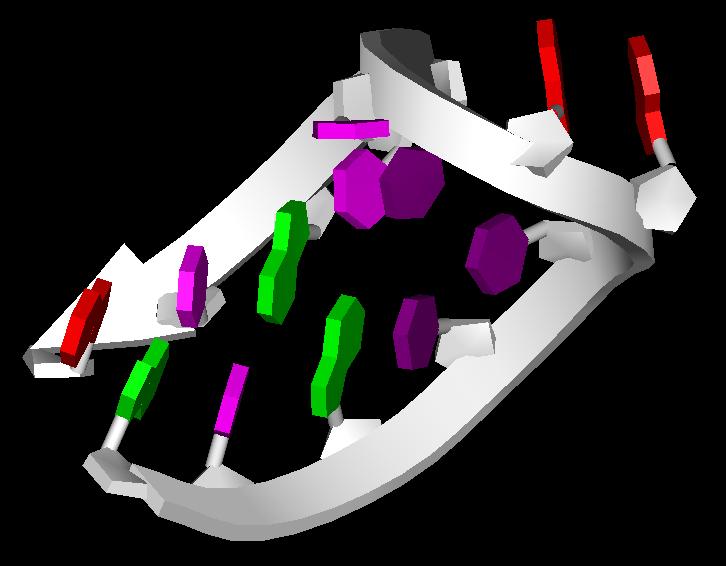 3D Folds of RNA Due to its single strand