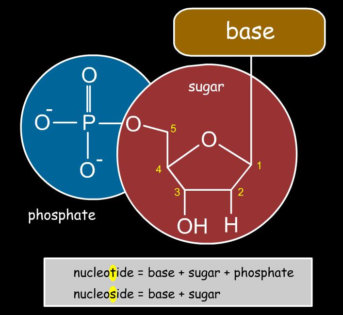 Nucleotide Nucleotides are composed of three covalently bonded components: base, sugar and phosphate. The phosphate group is connected to carbon number 5 of the sugar.