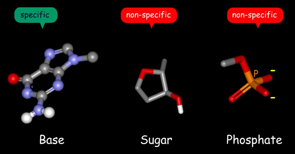 The Building Blocks Three types of chemicals make up the building blocks for nucleic acids: an aromatic base, a sugar ring and a phosphate group.