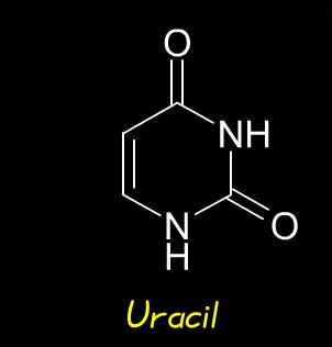 and thymine). In RNA the thymine base is replaced by uracil.