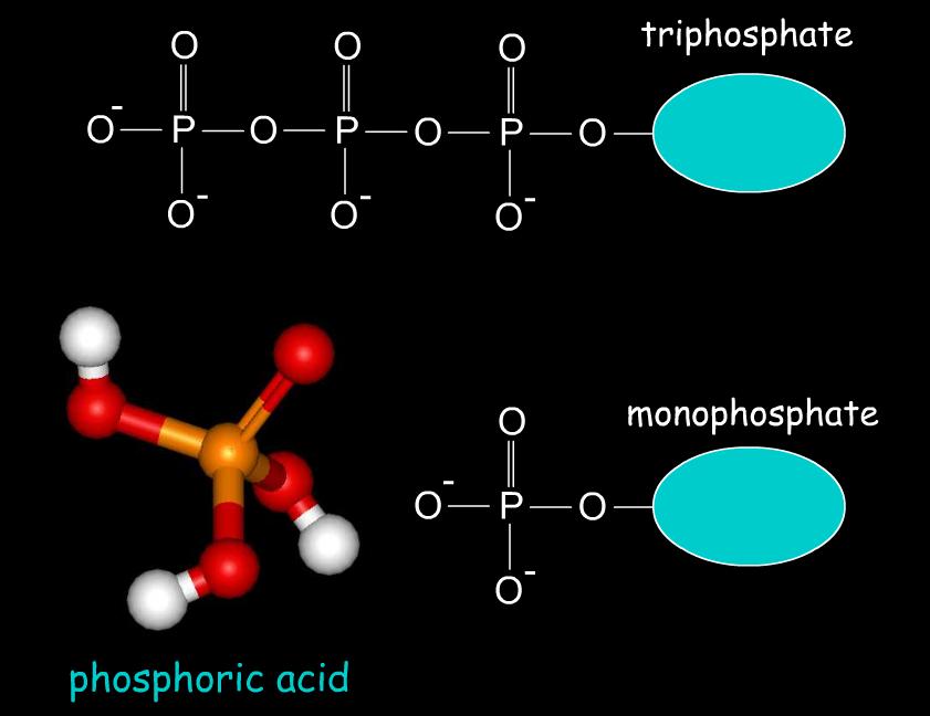 Phosphate The inorganic acid H3PO4 (phosphoric acid) gives the nucleic acids an overall net negative charge.