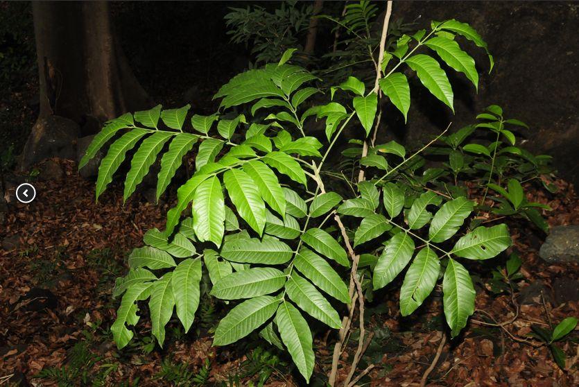 Tree/ shrub India Heliconia
