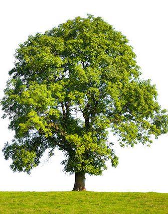 theory, tree biology
