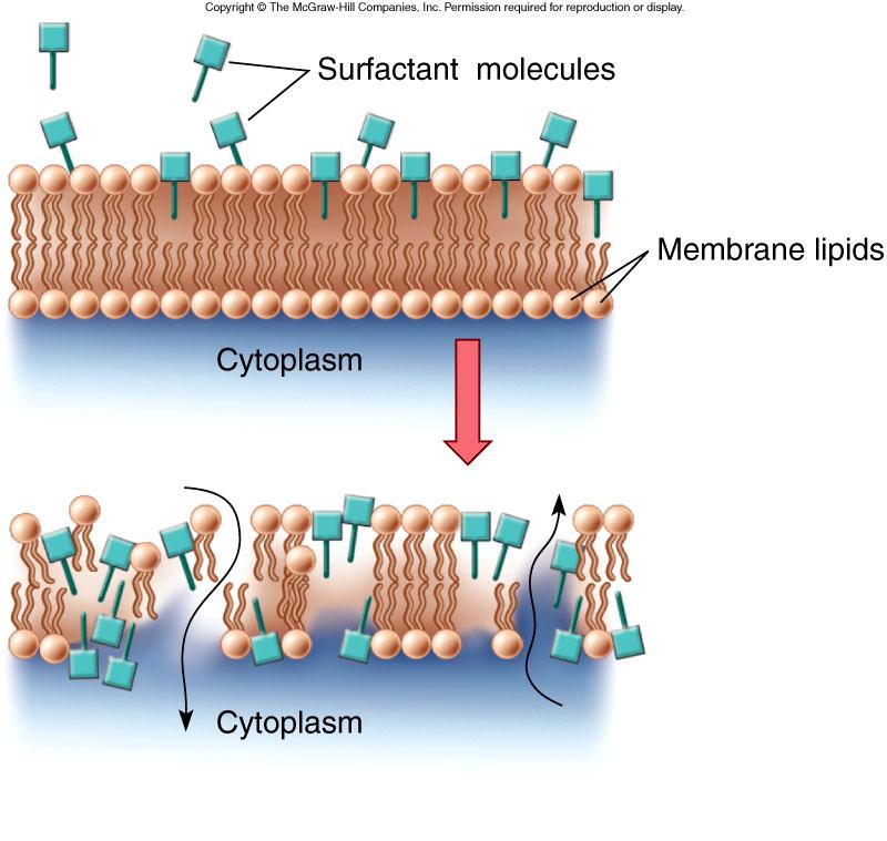 The effect of surfactants on the cell