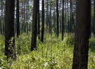FORESTRY timber acreage 19,700,000 acres 125,000 forest landowners $1.