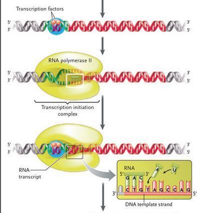 Transcription proceeds in three stages Initiation : Proteins called transcription factors Bind to the promoter RNA polymerase II binds This forms the