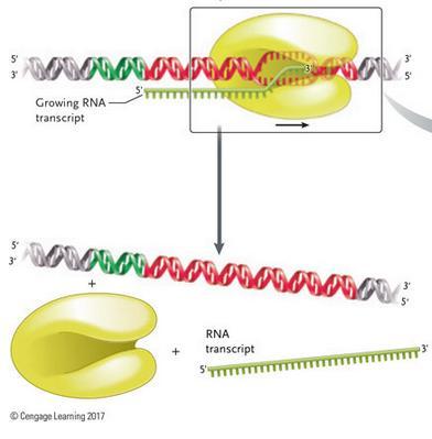 Elongation and termination of transcription Elongation: RNA polymerase II moves along the DNA Unwinding it and adding new RNA