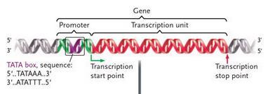 Gene organization Gene contains: - A promoter sequence: directs where transcription begins.
