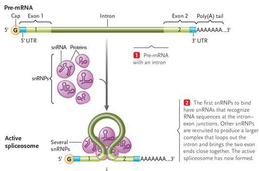 RNA processing: removing interrupting sequences mrna SPLICING: Process of removing introns and joins exons Which takes