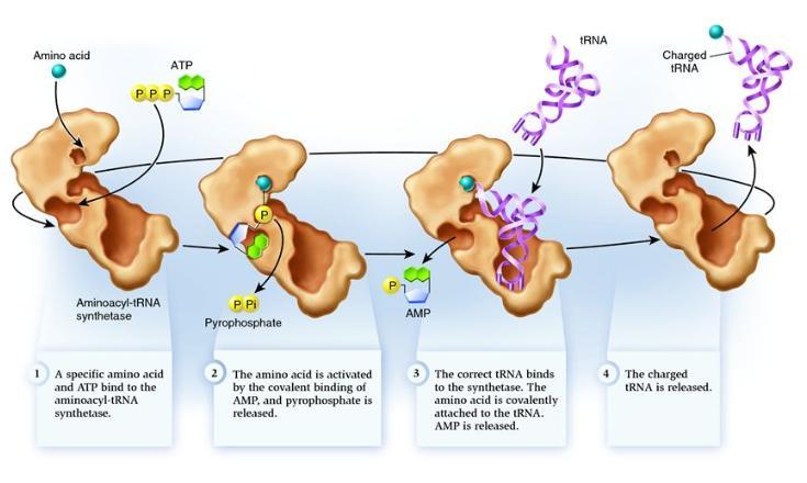 trnas Are Small RNAs That Bring Amino Acids to the Ribosome Amino acid Accurate translation, Requires 2 instances of Recognition 1) That the correct trna