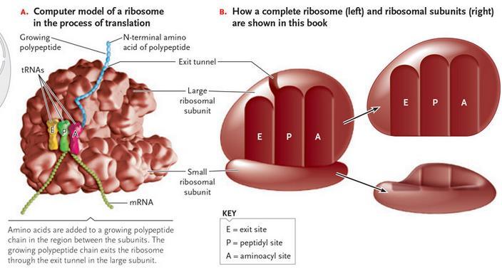 Ribosomes Functions in: - Support the H-bonding of codon and