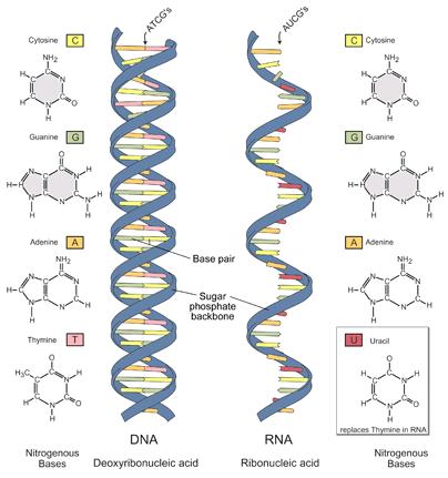 DNA and