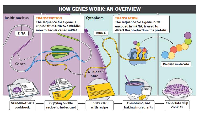 Gene expression involves two steps process of how the
