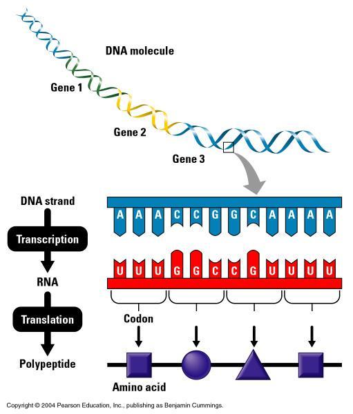 The Genetic Code is written in a three letter words using a four letter alphabet From DNA to RNA: Only one of the strand of DNA is used 3 to 5 This conversion is complementary Base (DNA) to base