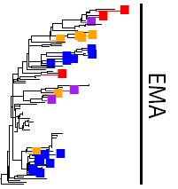impact phylogenetic analysis