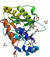 Databases protein modeling