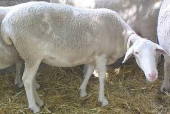 Andalusian Network of Grazed Fuelbreaks (RAPCA) 19 farmers, 7500 sheep and goats