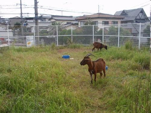 Mikuni Construction Co. in Kitakyusyu City, southern Japan, announced in August 2009, that it would be launching a new service to rent goats for weeding grass starting in April 2010.