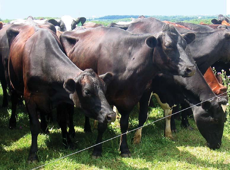 Grazing definitions What is managed grazing?