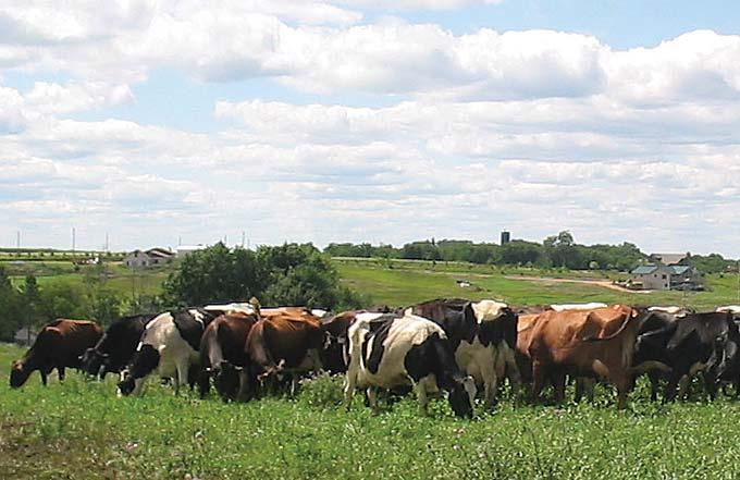 Financial performance Is managed grazing profitable?