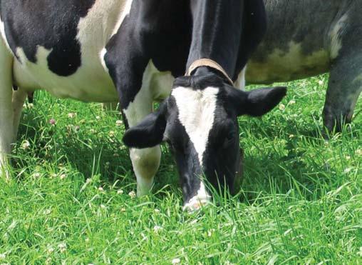 The following definitions are fully explained in the main text on page 2 and presented here in brief: Management intensive grazing (MIG), or managed grazing, is a system in which dairy farmers rely