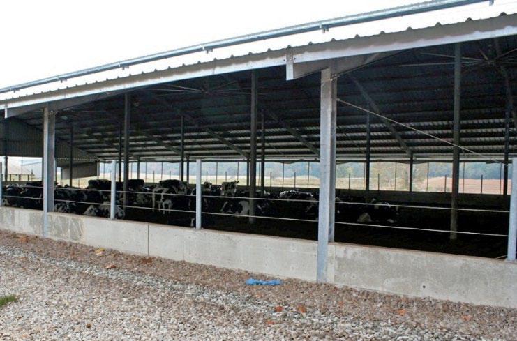 total open area of a windward barn sidewall plus an endwall is suggested to be at least 7 square feet per cow with the target of 11 square feet per cow.