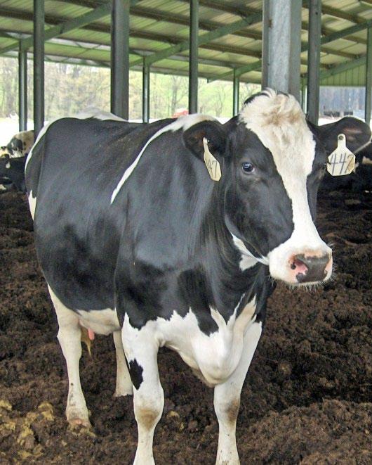 increased heat detection (Figure 3), ease of manure handling, increased production, increased longevity, low investment costs, less odor, fewer flies, less concern with cow size (Figure 4), and