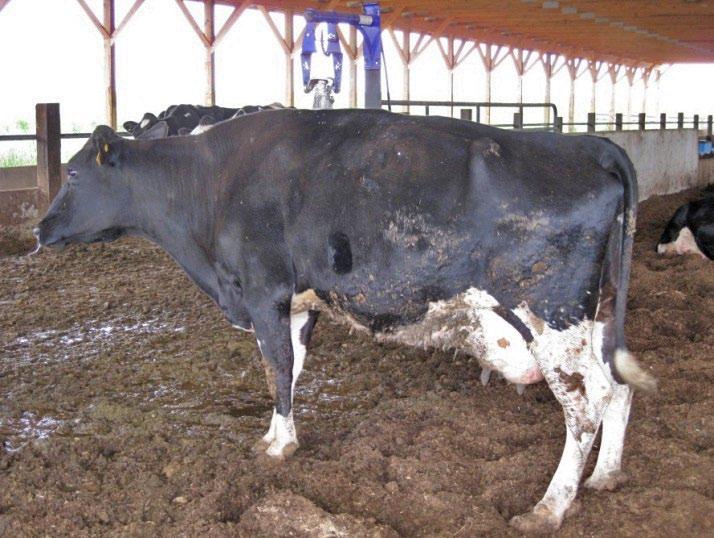 Figure 3. Cows exhibit heat well because of improved footing compared to barns with concrete floors. Figure 4.