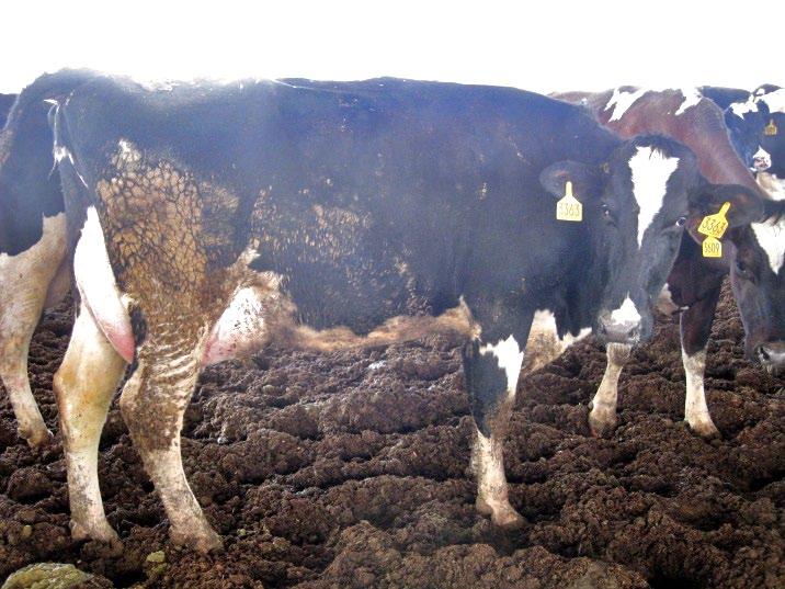 Poor management and poor coordination may lead to very undesirable compost bed conditions, dirty cows, elevated