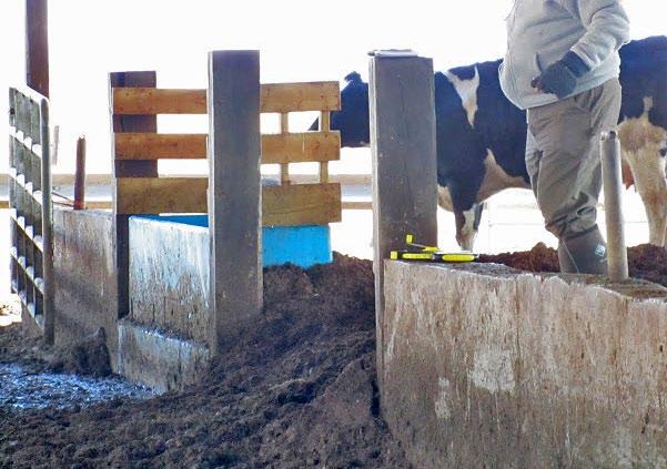 If the entrance is narrow with only one entry point, a wet, dirty area may develop, because of the cow traffic. Additionally, cows are less likely to distribute themselves throughout the barn.