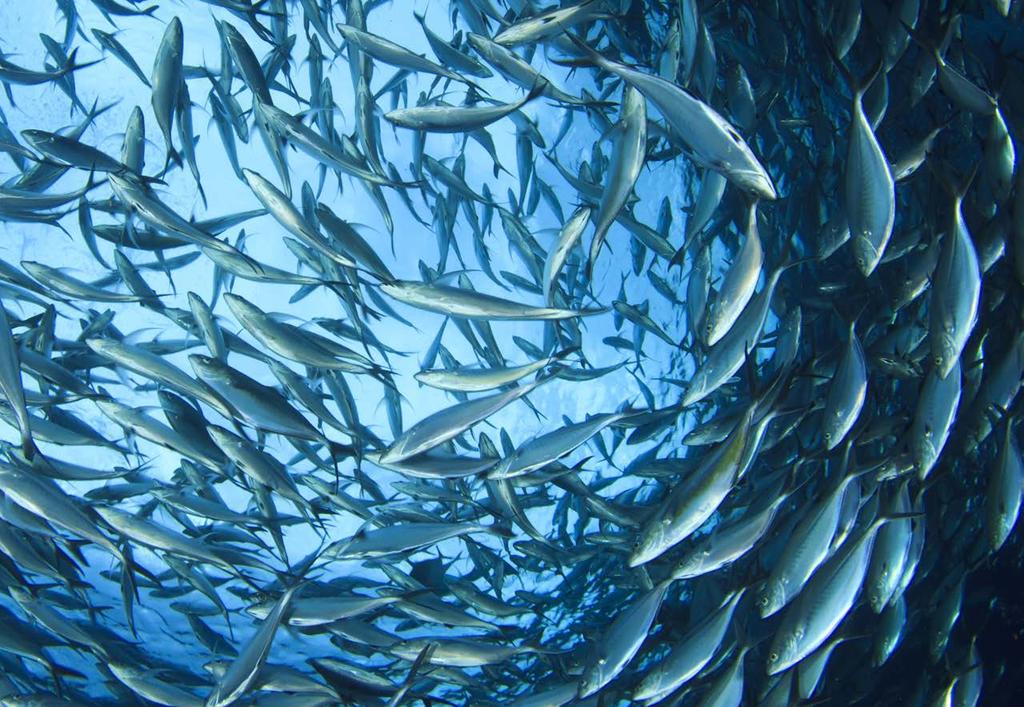 Coastal Fisheries Initiative Fish provide 4.